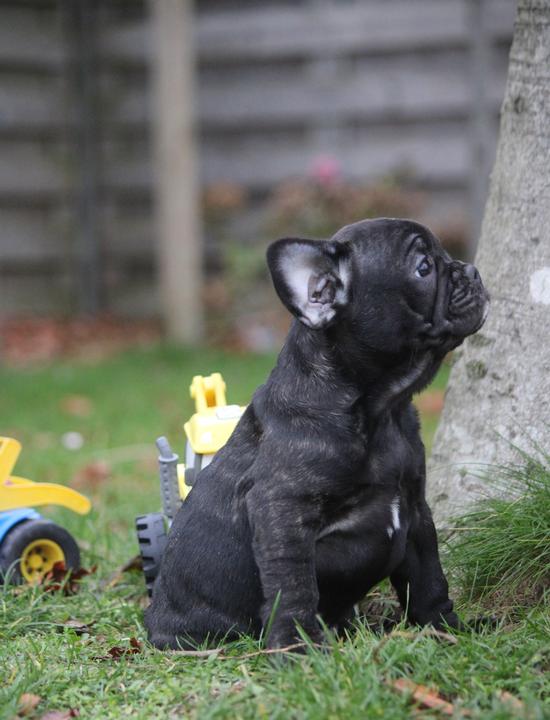 Franse Bulldog 